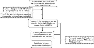 Using Genetic Variants to Evaluate the Causal Effect of Plasma Phospholipid Fatty Acids on Breast Cancer and Prostate Cancer: A Mendelian Randomization Study